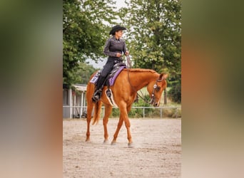 Caballo cuarto de milla, Caballo castrado, 8 años, 168 cm, Alazán