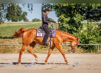 Caballo cuarto de milla, Caballo castrado, 8 años, 168 cm, Alazán