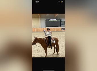 Caballo cuarto de milla, Caballo castrado, 8 años, Alazán