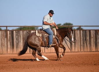 Caballo cuarto de milla, Caballo castrado, 8 años, Alazán rojizo