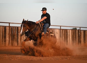 Caballo cuarto de milla, Caballo castrado, 8 años, Alazán rojizo