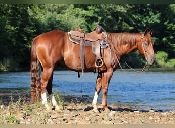 Caballo cuarto de milla, Caballo castrado, 8 años, Alazán rojizo