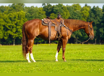 Caballo cuarto de milla, Caballo castrado, 8 años, Alazán rojizo