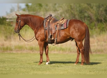 Caballo cuarto de milla, Caballo castrado, 8 años, Alazán rojizo
