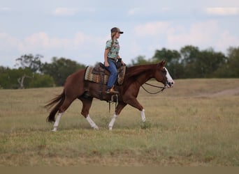 Caballo cuarto de milla, Caballo castrado, 8 años, Alazán rojizo
