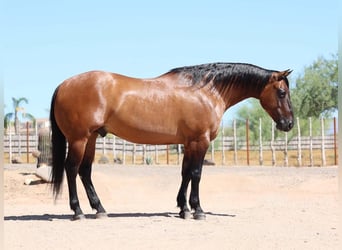 Caballo cuarto de milla, Caballo castrado, 8 años, Bayo