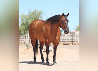 Caballo cuarto de milla, Caballo castrado, 8 años, Bayo