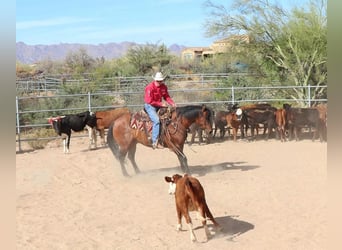 Caballo cuarto de milla, Caballo castrado, 8 años, Bayo