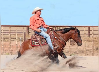 Caballo cuarto de milla, Caballo castrado, 8 años, Bayo