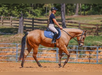Caballo cuarto de milla, Caballo castrado, 8 años, Buckskin/Bayo