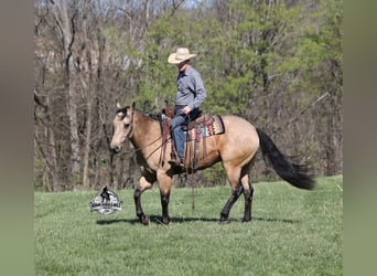 Caballo cuarto de milla, Caballo castrado, 8 años, Buckskin/Bayo