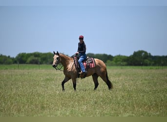 Caballo cuarto de milla, Caballo castrado, 8 años, Buckskin/Bayo