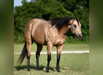Caballo cuarto de milla, Caballo castrado, 8 años, Buckskin/Bayo