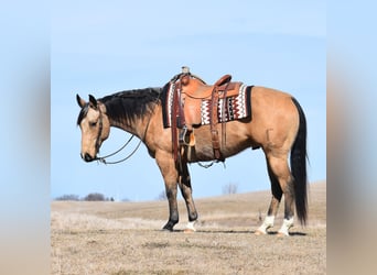 Caballo cuarto de milla, Caballo castrado, 8 años, Buckskin/Bayo