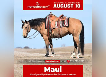Caballo cuarto de milla, Caballo castrado, 8 años, Buckskin/Bayo