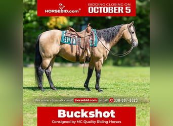 Caballo cuarto de milla, Caballo castrado, 8 años, Buckskin/Bayo