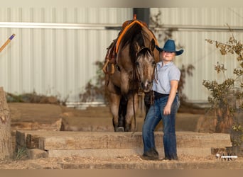 Caballo cuarto de milla, Caballo castrado, 8 años, Buckskin/Bayo