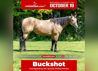 Caballo cuarto de milla, Caballo castrado, 8 años, Buckskin/Bayo