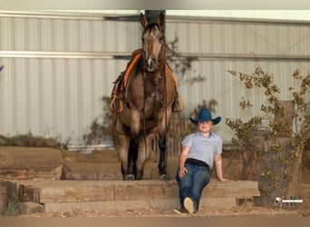 Caballo cuarto de milla, Caballo castrado, 8 años, Buckskin/Bayo
