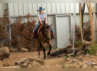Caballo cuarto de milla, Caballo castrado, 8 años, Buckskin/Bayo