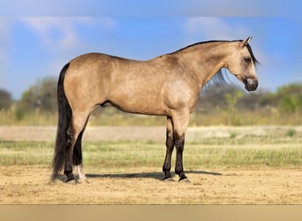 Caballo cuarto de milla, Caballo castrado, 8 años, Buckskin/Bayo