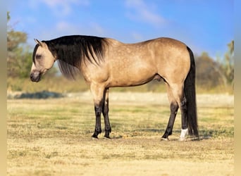 Caballo cuarto de milla, Caballo castrado, 8 años, Buckskin/Bayo