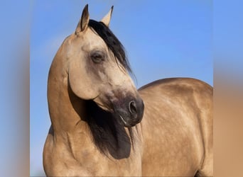 Caballo cuarto de milla, Caballo castrado, 8 años, Buckskin/Bayo