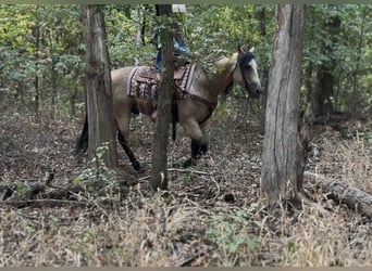 Caballo cuarto de milla, Caballo castrado, 8 años, Buckskin/Bayo
