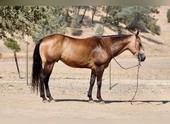 Caballo cuarto de milla, Caballo castrado, 8 años, Buckskin/Bayo
