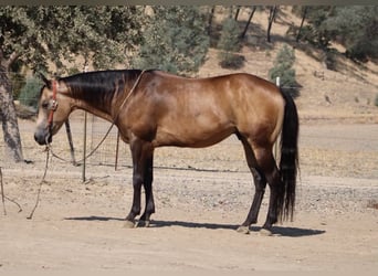 Caballo cuarto de milla, Caballo castrado, 8 años, Buckskin/Bayo
