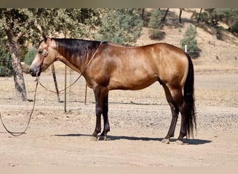 Caballo cuarto de milla, Caballo castrado, 8 años, Buckskin/Bayo