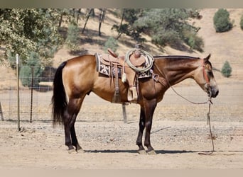 Caballo cuarto de milla, Caballo castrado, 8 años, Buckskin/Bayo