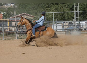 Caballo cuarto de milla, Caballo castrado, 8 años, Buckskin/Bayo