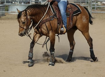 Caballo cuarto de milla, Caballo castrado, 8 años, Buckskin/Bayo
