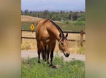 Caballo cuarto de milla, Caballo castrado, 8 años, Buckskin/Bayo
