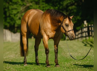 Caballo cuarto de milla, Caballo castrado, 8 años, Buckskin/Bayo