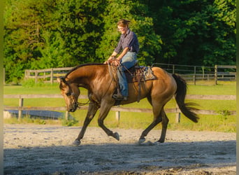 Caballo cuarto de milla, Caballo castrado, 8 años, Buckskin/Bayo