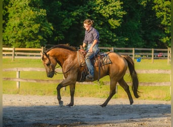 Caballo cuarto de milla, Caballo castrado, 8 años, Buckskin/Bayo
