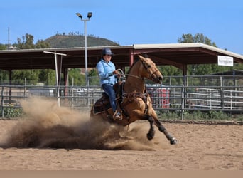 Caballo cuarto de milla, Caballo castrado, 8 años, Buckskin/Bayo