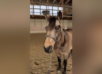 Caballo cuarto de milla, Caballo castrado, 8 años, Buckskin/Bayo