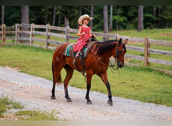 Caballo cuarto de milla, Caballo castrado, 8 años, Castaño rojizo