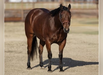 Caballo cuarto de milla, Caballo castrado, 8 años, Castaño rojizo