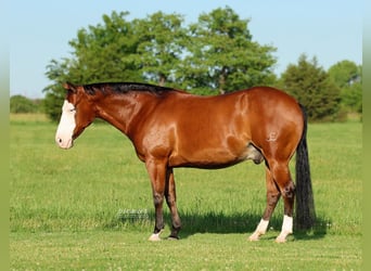 Caballo cuarto de milla, Caballo castrado, 8 años, Castaño rojizo