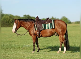 Caballo cuarto de milla, Caballo castrado, 8 años, Castaño rojizo