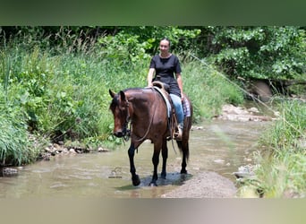 Caballo cuarto de milla Mestizo, Caballo castrado, 8 años, Castaño-ruano