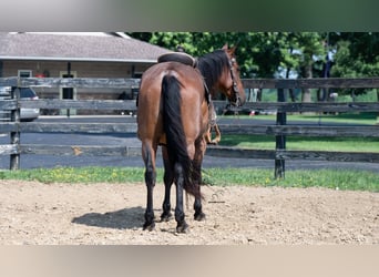 Caballo cuarto de milla Mestizo, Caballo castrado, 8 años, Castaño-ruano
