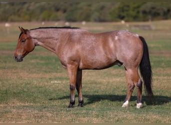 Caballo cuarto de milla, Caballo castrado, 8 años, Castaño-ruano