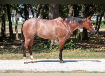 Caballo cuarto de milla, Caballo castrado, 8 años, Castaño-ruano