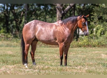Caballo cuarto de milla, Caballo castrado, 8 años, Castaño-ruano