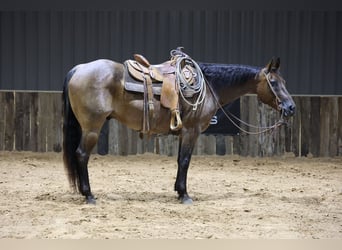 Caballo cuarto de milla, Caballo castrado, 8 años, Castaño-ruano
